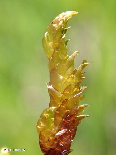 Scorpidium scorpioides © H. TINGUY