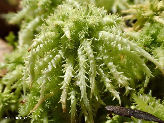 Sphagnum squarrosum © H. TINGUY