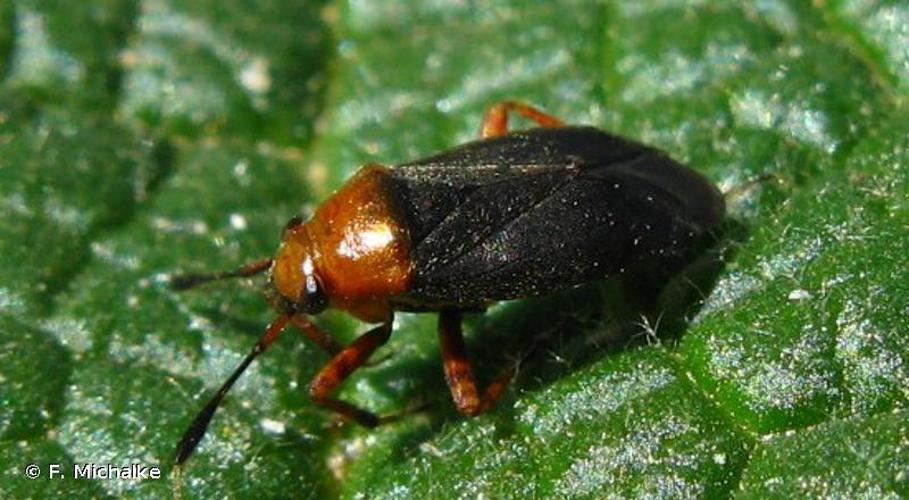 Capsus ater © F. Michalke