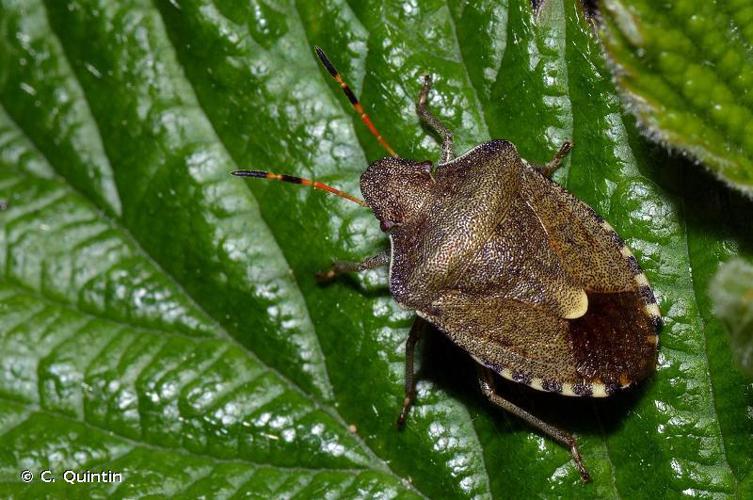 Peribalus strictus vernalis © C. Quintin