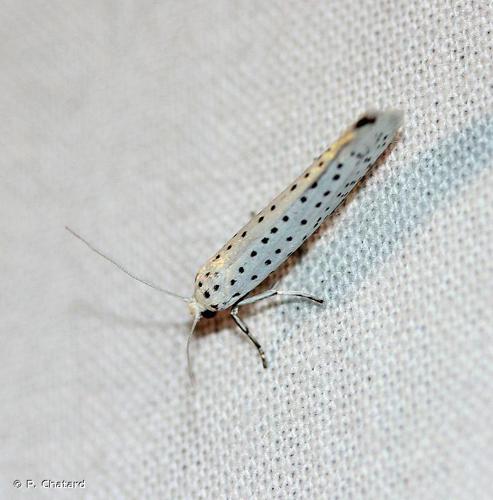 Yponomeuta evonymella © P. Chatard