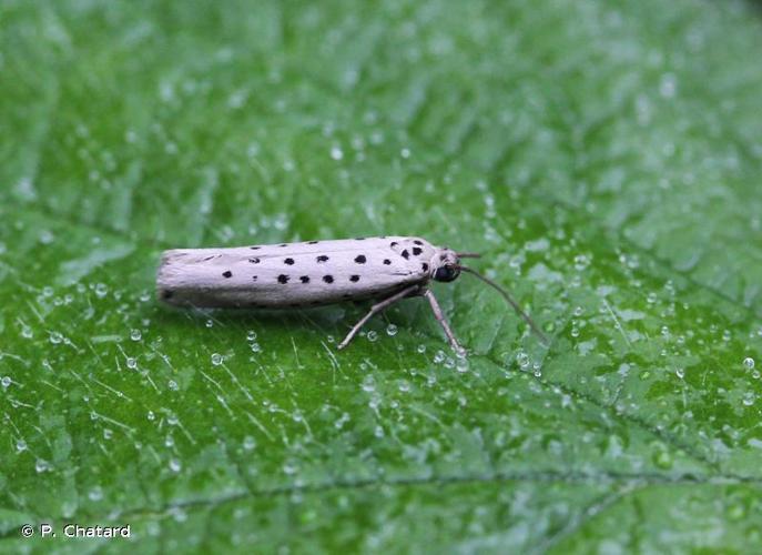 Yponomeuta sedella © P. Chatard