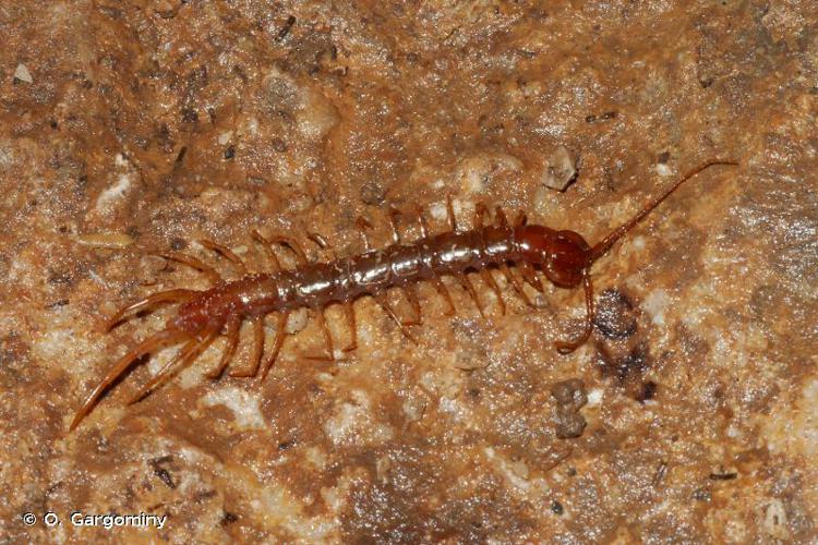 Lithobius pilicornis © O. Gargominy