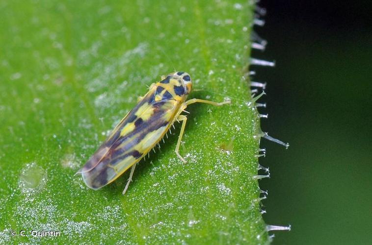 Eupteryx aurata © C. Quintin