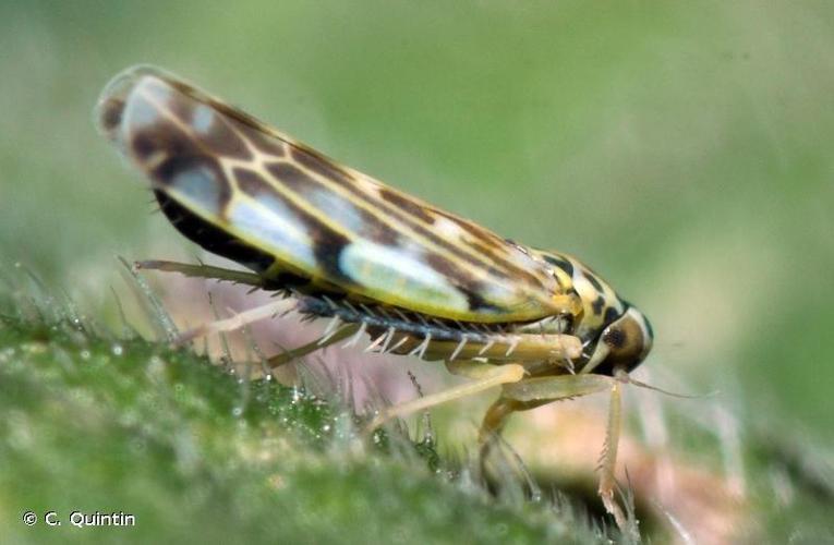 Eupteryx urticae © C. Quintin