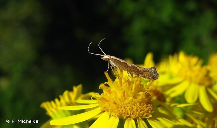 Plutella xylostella © F. Michalke