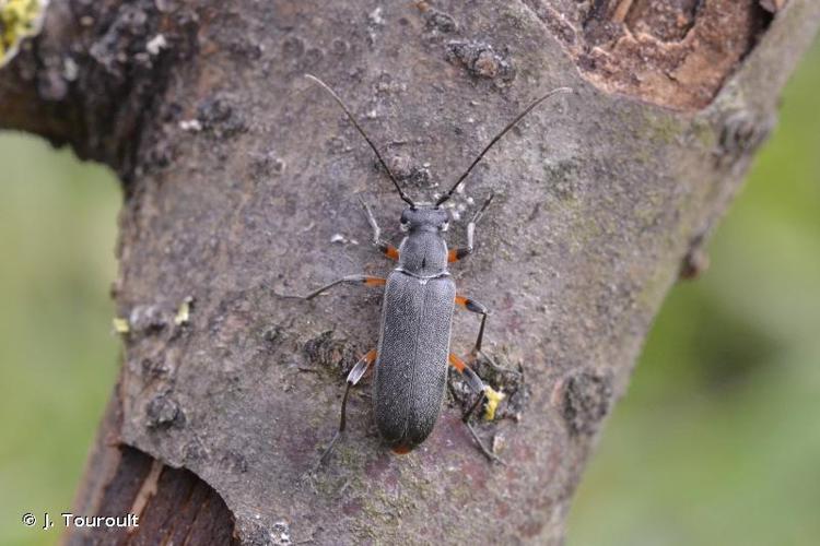 Grammoptera abdominalis © J. Touroult