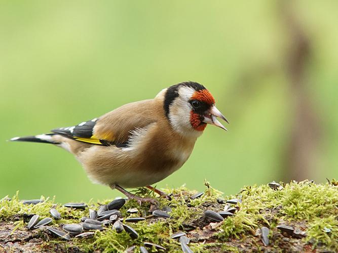 Chardonneret élégant (Carduelis carduelis) © Sylvain Montagner