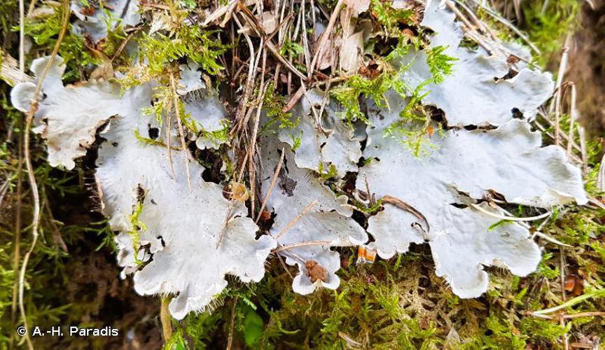 Peltigera membranacea © A.-H. Paradis