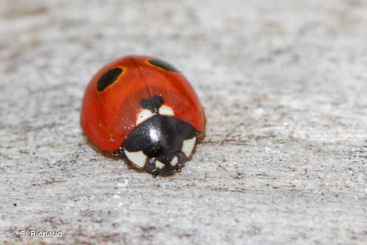 Coccinella quinquepunctata © S. Richaud