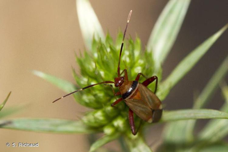 Adelphocoris vandalicus © S. Richaud