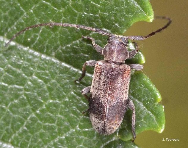 Exocentrus punctipennis © J. Touroult