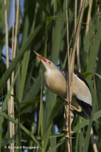 Butor blongios (Ixobrychus minutus) © Bernard Bougeard