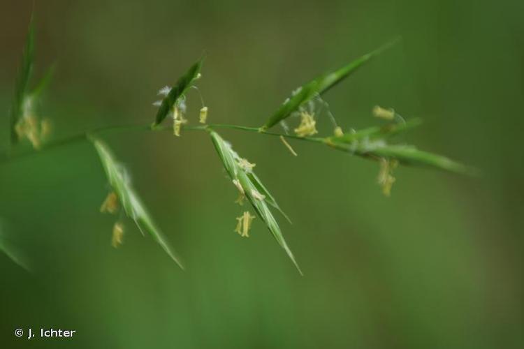 Brachypode des rochers (Brachypodium rupestre) © J. Ichter