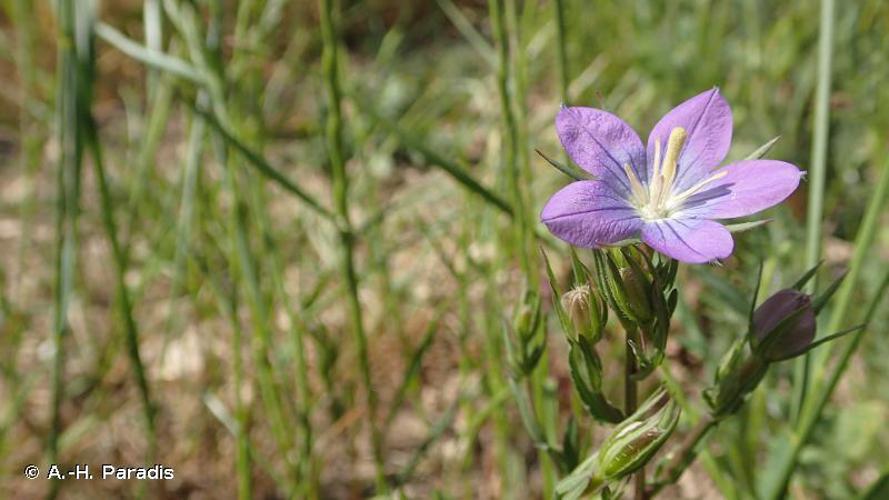 Miroir de Vénus (Legousia speculum-veneris) © A.-H. Paradis