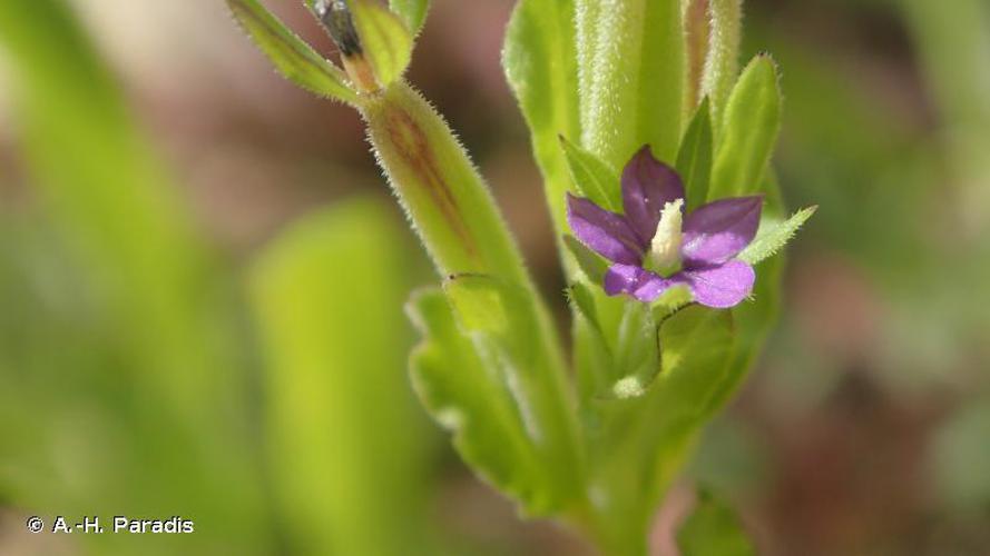 Spéculaire miroir de Vénus (Legousia hybrida) © A.-H. Paradis