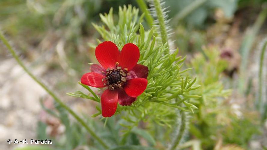 Goutte de sang (Adonis annua) © A.-H. Paradis