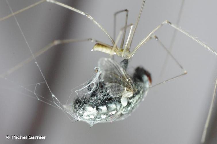 Pholque phalangiste (Pholcus phalangioides) © Michel Garnier