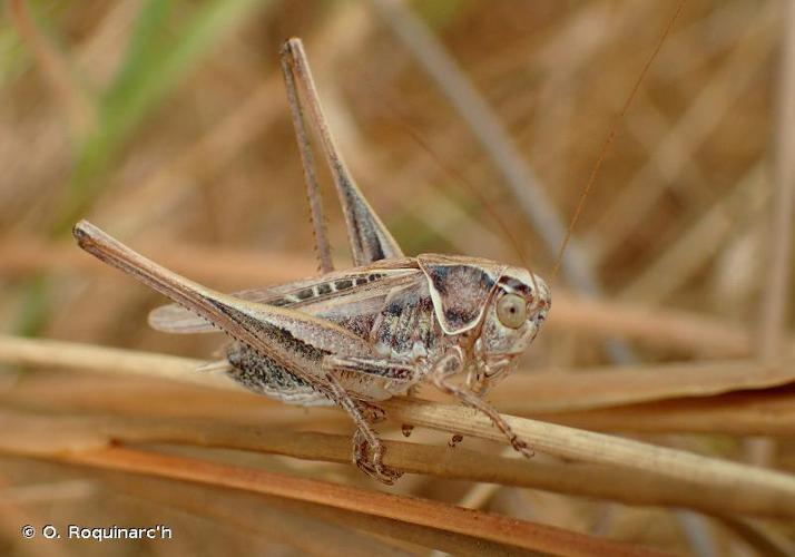 Decticelle carroyée (Tessellana tessellata) © O. Roquinarc'h