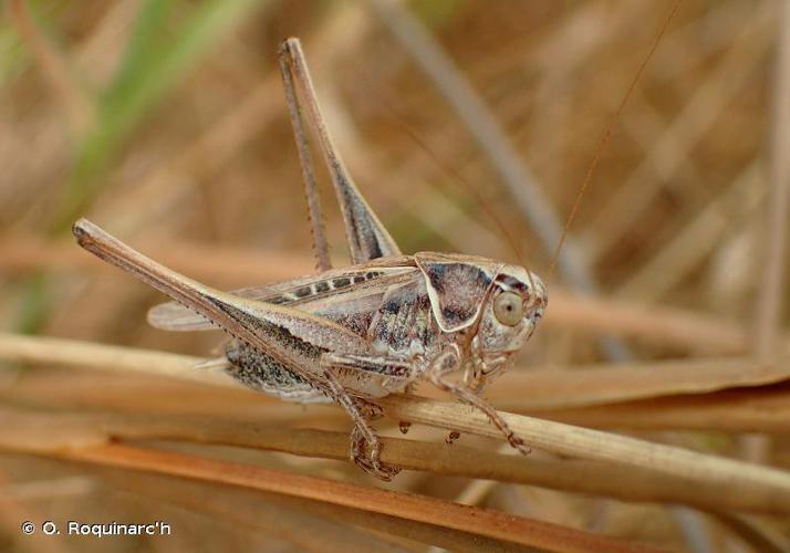 Decticelle carroyée (Tessellana tessellata) © O. Roquinarc'h