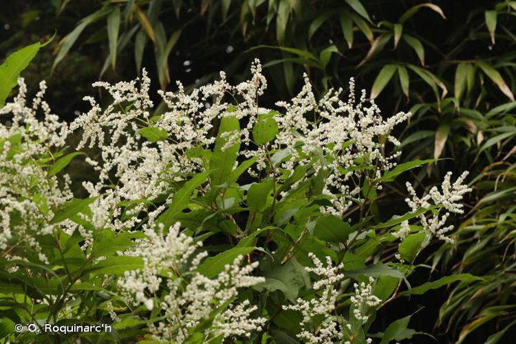 Renouée à épis nombreux (Rubrivena polystachya) © O. Roquinarc'h