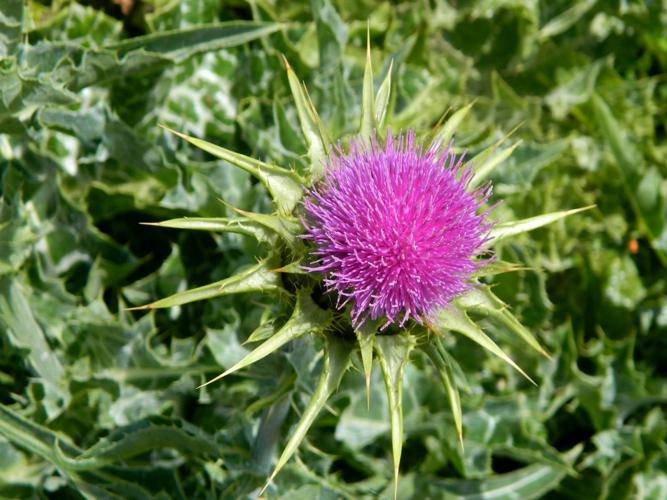 Chardon-Marie (Silybum marianum) © Morvan Debroize