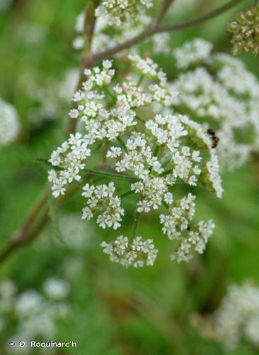 Torilis faux-cerfeuil (Torilis japonica) © O. Roquinarc'h