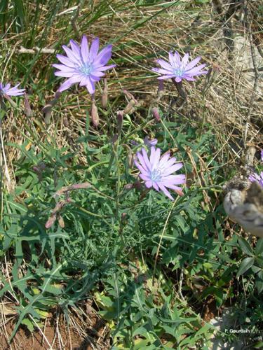 Laitue vivace (Lactuca perennis) © P. Gourdain