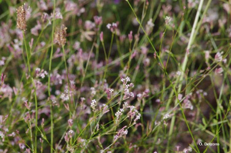 Herbe à l'esquinancie (Asperula cynanchica) © O. Delzons