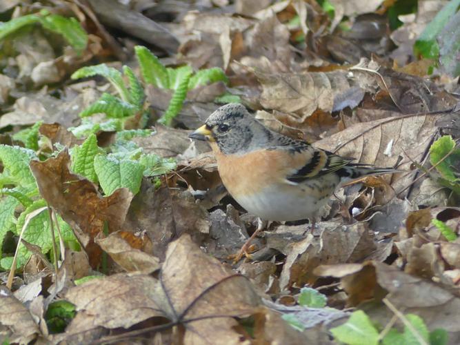 Pinson du nord (Fringilla montifringilla) © Morvan Debroize