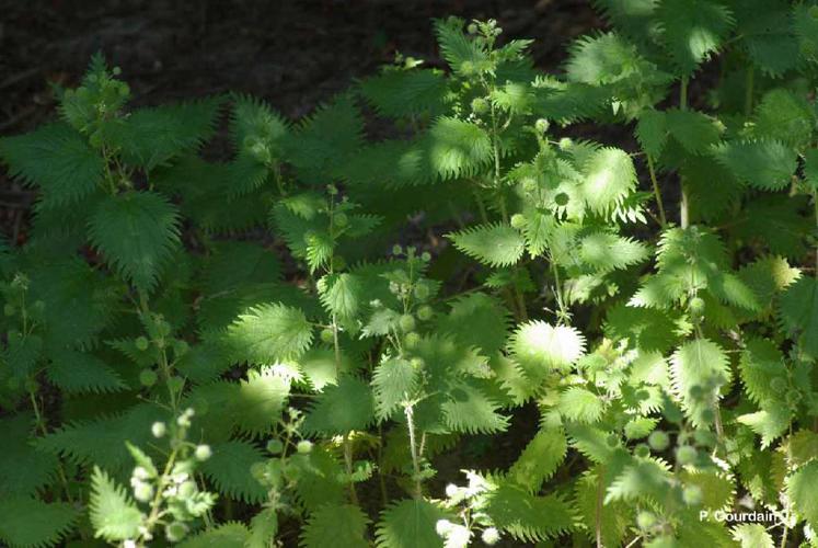 Ortie à pilules (Urtica pilulifera) © P. Gourdain