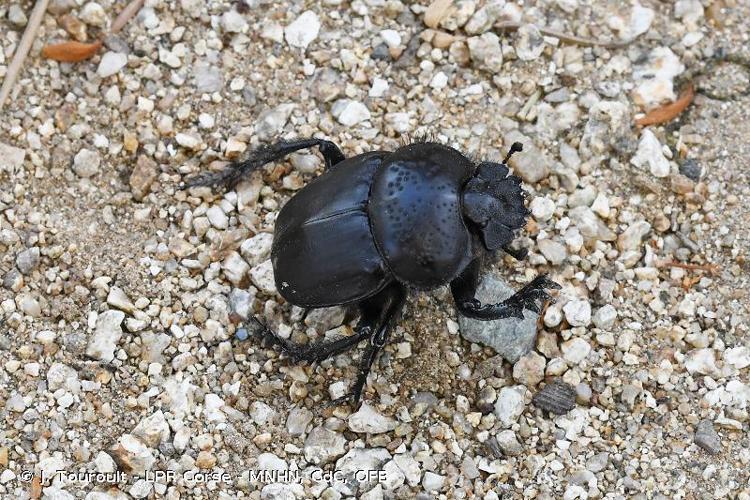 Scarabée semi-ponctuée (Scarabaeus semipunctatus) © J. Touroult - LPR Corse - MNHN, CdC, OFB