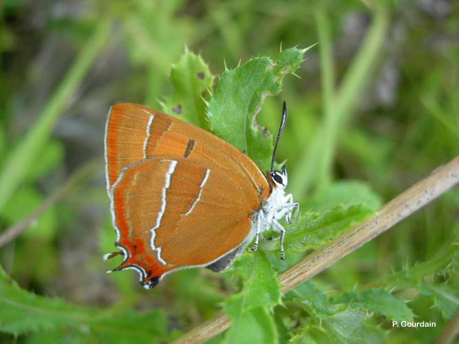 Thécla du Bouleau (La) (Thecla betulae) © P. Gourdain