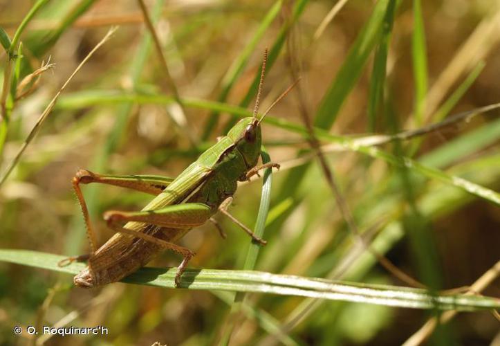 Criquet verte-échine (Chorthippus dorsatus) © O. Roquinarc'h