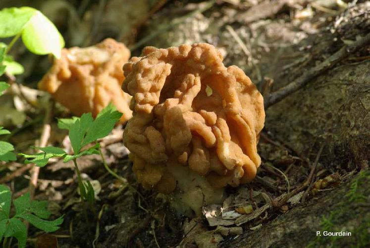 Gyromitre commune (Gyromitra esculenta) © P. Gourdain