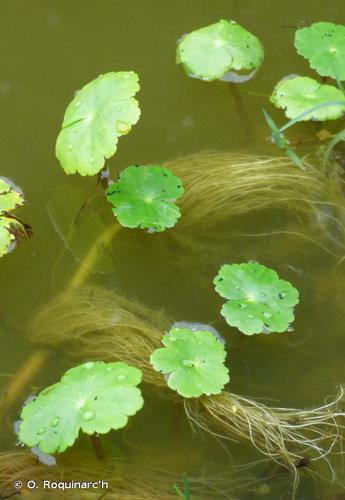Hydrocotyle fausse renoncule (Hydrocotyle ranunculoides) © O. Roquinarc'h