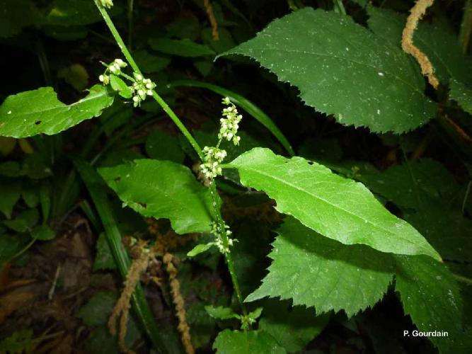 Patience sanguine (Rumex sanguineus) © P. Gourdain