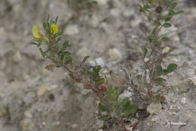 Bugrane naine (Ononis pusilla) © P. Gourdain