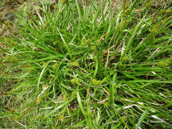 Laîche jaunâtre (Carex flava) © P. Gourdain