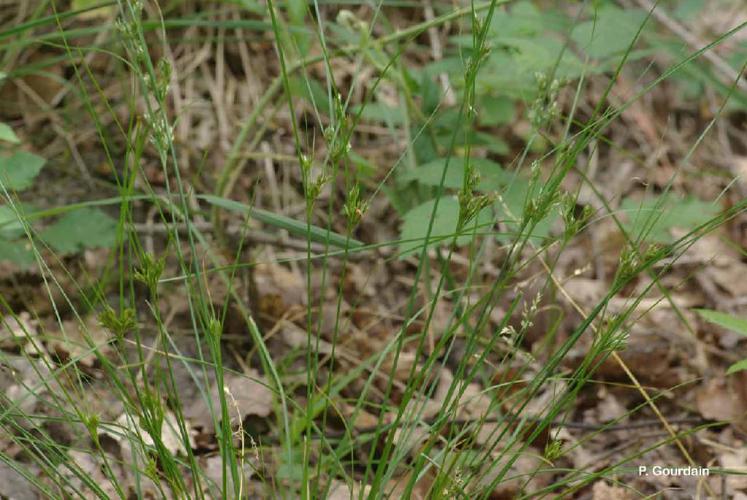 Jonc grêle (Juncus tenuis) © P. Gourdain