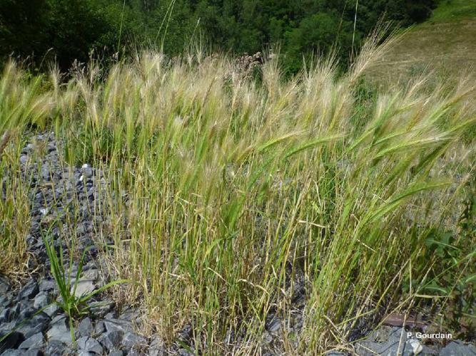 Orge sauvage (Hordeum murinum) © P. Gourdain