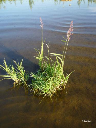 Baldingère faux-roseau (Phalaris arundinacea) © P. Gourdain