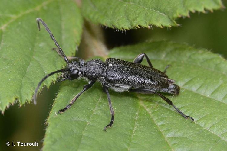 Lepture écussonné (Stictoleptura scutellata) © J. Touroult