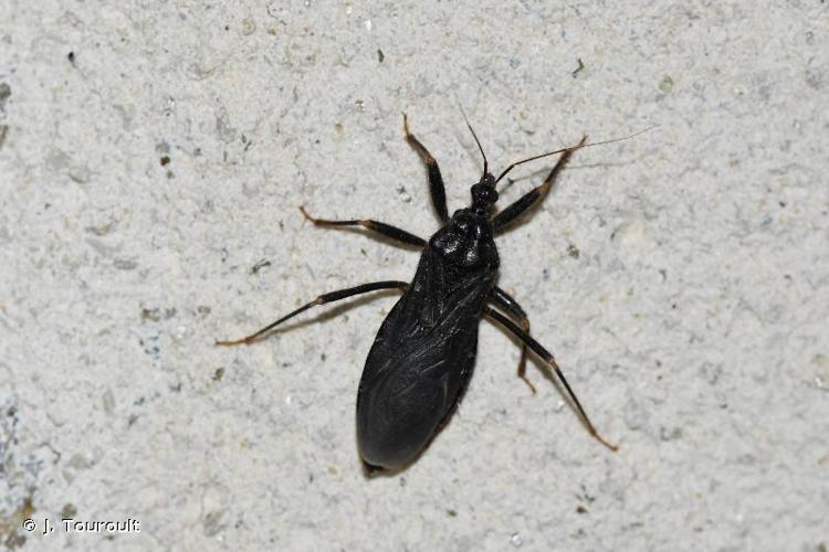Réduve masqué (Reduvius personatus) © J. Touroult