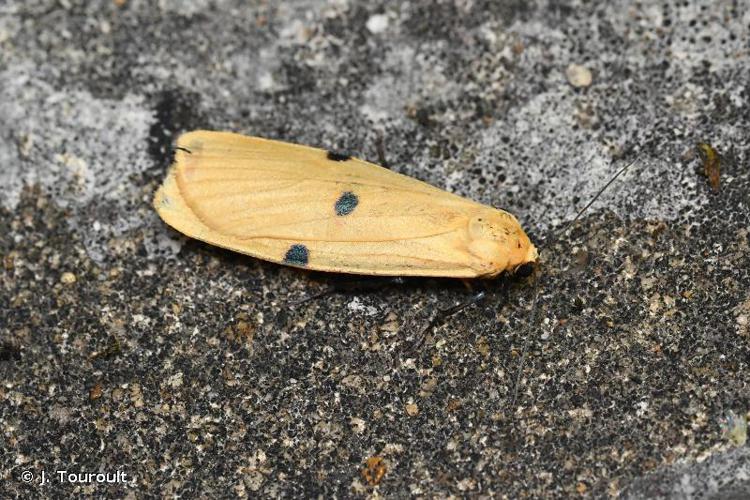 Lithosie quadrille (La) (Lithosia quadra) © J. Touroult