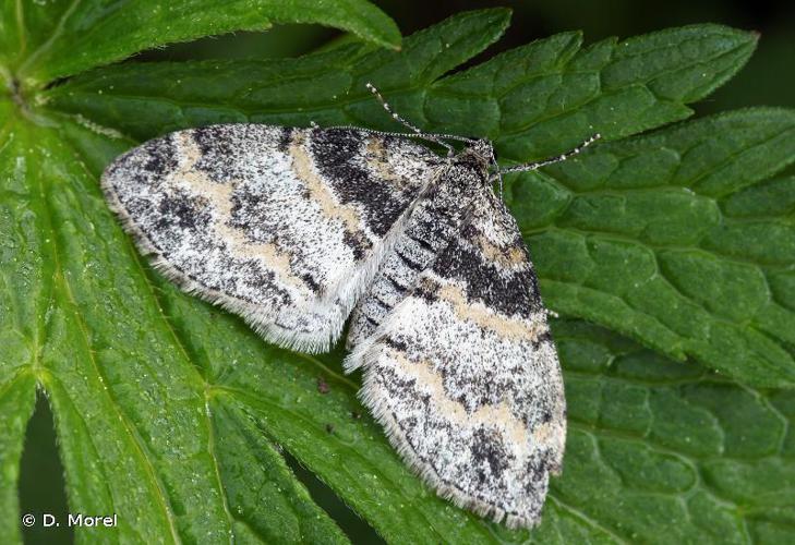 Haltère (La) (Lobophora halterata) © D. Morel