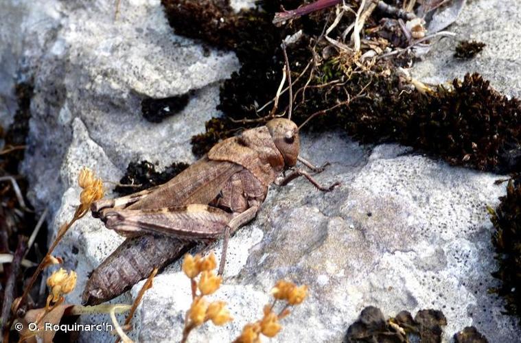 OEdipode stridulante (Psophus stridulus) © O. Roquinarc'h