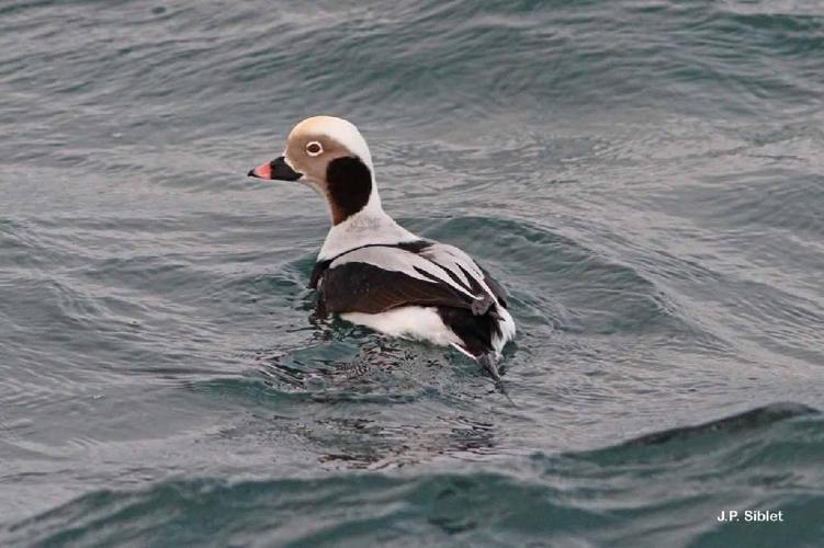 Harelde de Miquelon (Clangula hyemalis) © J.P. Siblet