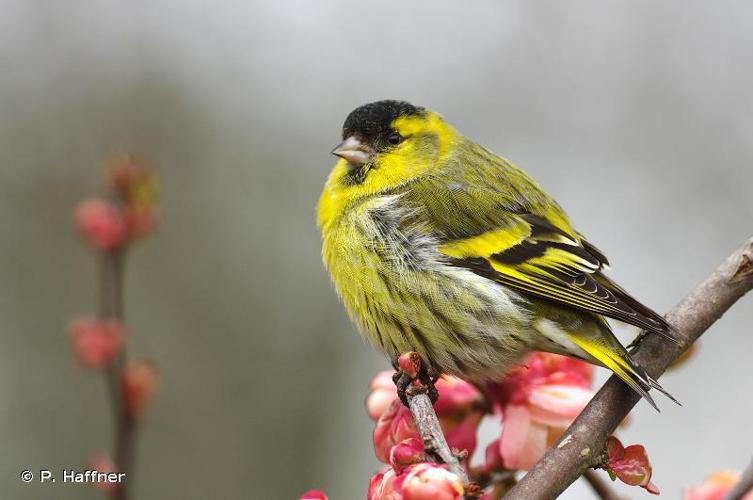 Tarin des aulnes (Carduelis spinus) © P. Haffner