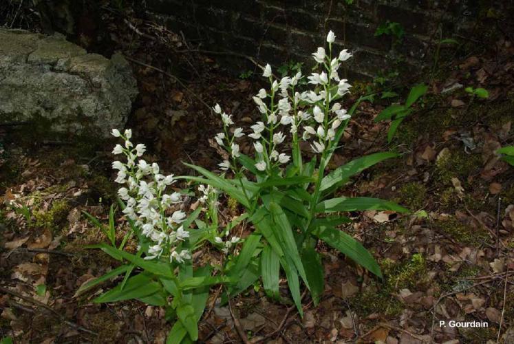 Céphalanthère à feuilles étroites (Cephalanthera longifolia) © P. Gourdain